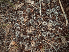 Pinecone Town
