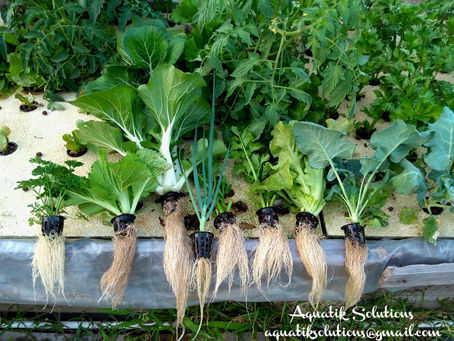 Aquaponics Vs Hydroponics: Which is the better option?