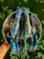 Australian Redclaw Crayfish