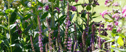 Kingston-Upon-Thames Garden Design