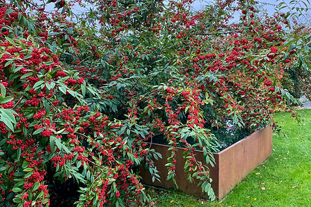 Cotoneaster