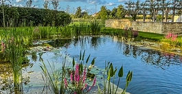 Want your garden to make a splash? Dig a wild swimming pool!!