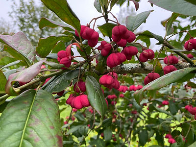 Euonymus Red Cascade
