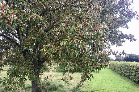 Malus baccata