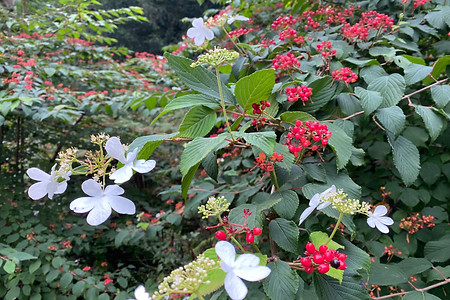 Viburnum picatum 'Elizabeth Bullivant'