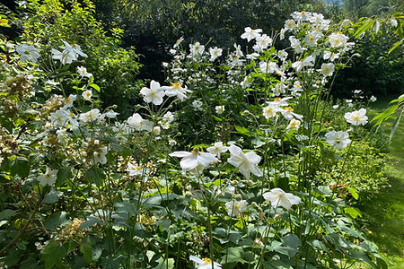 Anemone Honorine Jobert