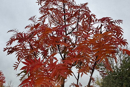 Sorbus commixta 'Embley'