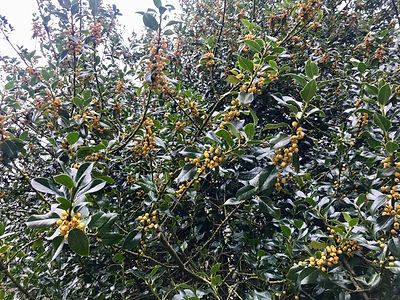 Ilex aquifolium Bacciflava