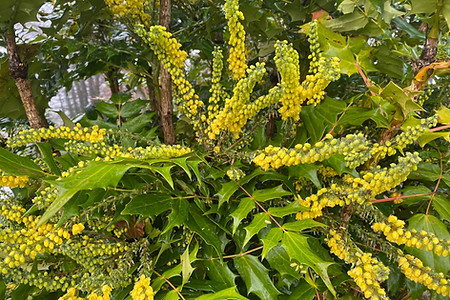 Mahonia Winter Sun