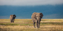 tanzania-safaris-