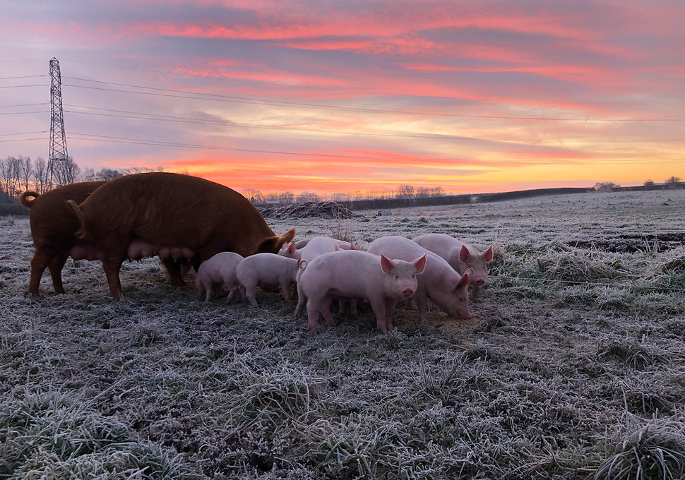 Organic Farm Red House Farm Dunham Massey