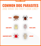 list-of-dog-parasites.png