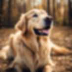 golden retriever dog retirement.jpg