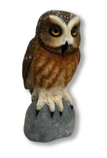 Saw-Wet Owl