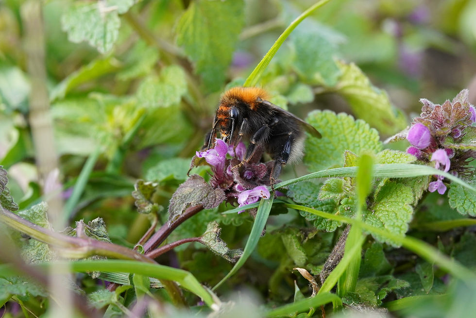 Boomhommel in Zypendaal