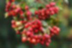 Bacche di Biancospino