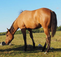 Moos4