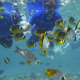 fish_feeding1.jpg