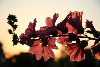 Dias de flores e sol