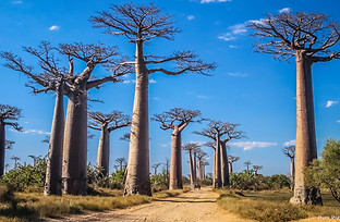 madagascar_1.jpg