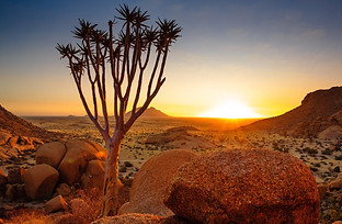 shu-Namibia-Damaraland-QuiverTree_562772674-1440x823-1.jpg