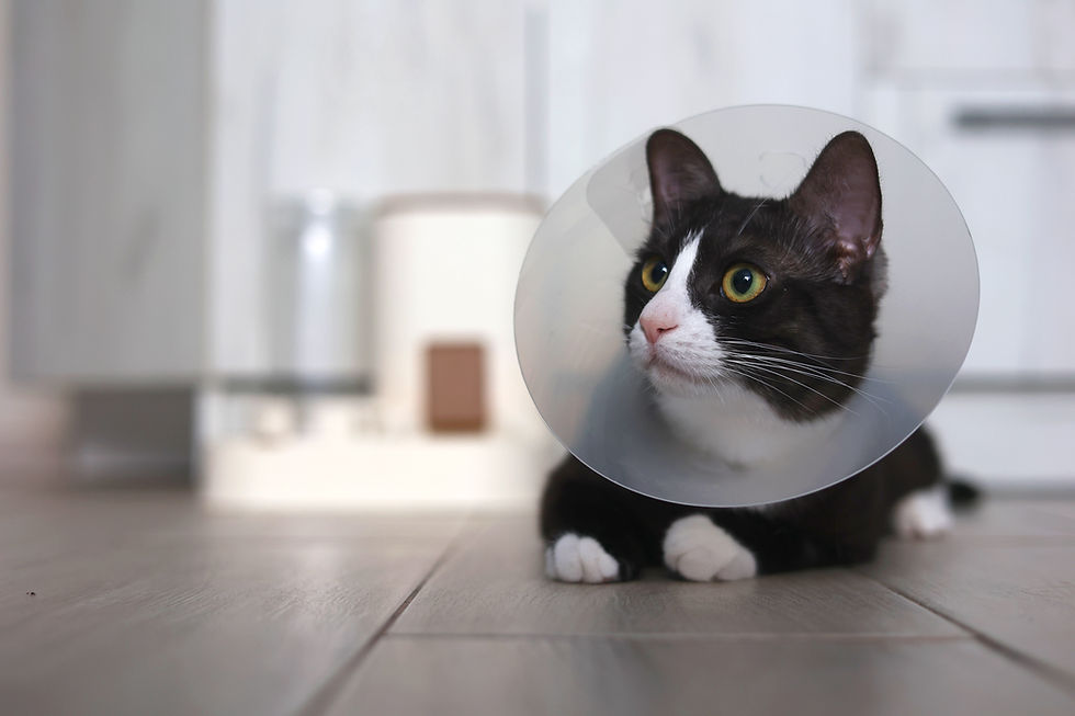 Preparing Your Pet for Surgery: Tips to Reduce Stress and Optimize Recovery
