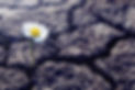 One daisy flower sprouts through dry cracked soil. Symbol of soul rebirth and eternal life