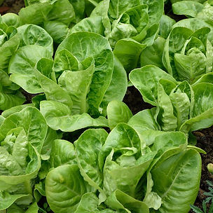 lettuce-little-gem.jpg