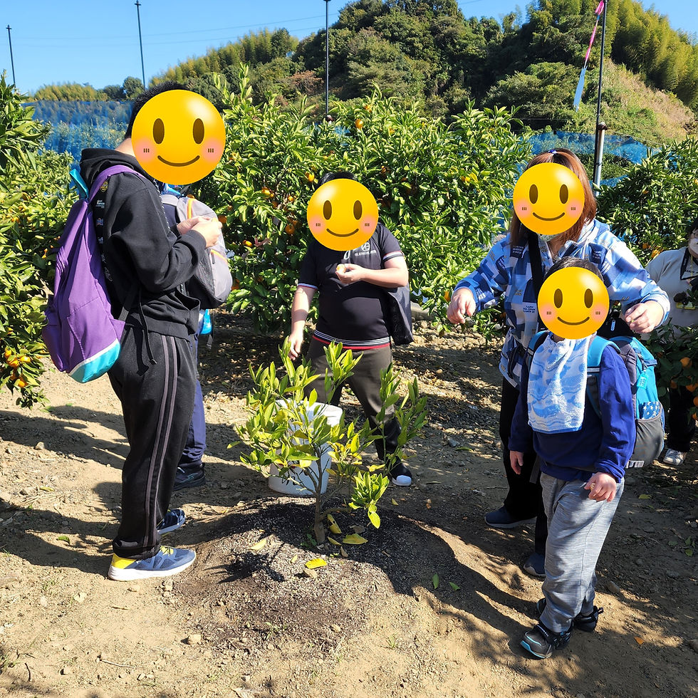 11月　みかん狩り