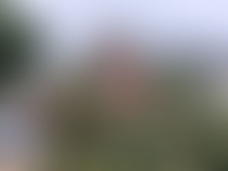 Lessons from my Acoma Myrtle