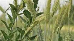 Wheat or Tares: Which is Your Seed?