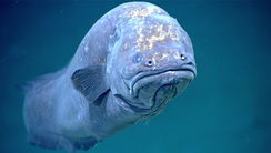 Giving Thanks in Difficult Times