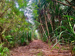 Landscape jungle
