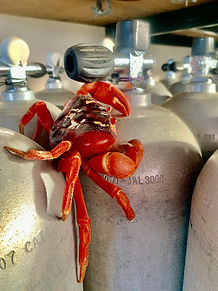 Crab on tank.jpeg