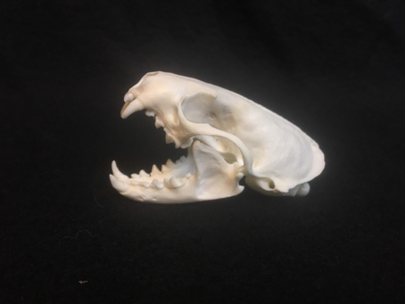 Dermestids for sale! Check out this great skull cleaned by Dermestids. www.taliasbeetlebugs.org