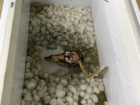 A freezer habitat is perfect for a Dermestid colony.