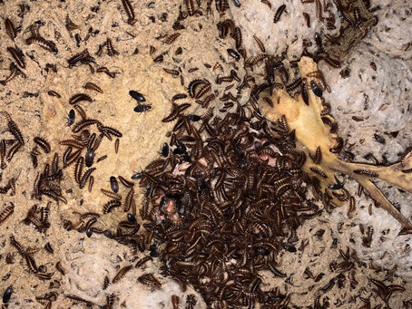 Dermestid Beetles for sale from TALIAS BEETLE BUGS, order your skull cleaners now!