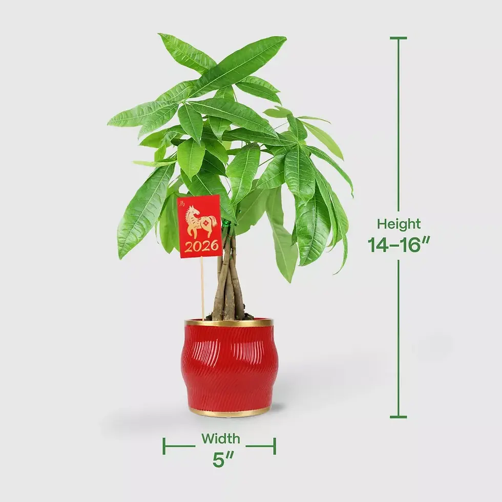Thumbnail: Money Tree