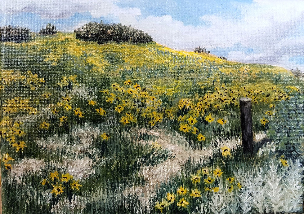 Wild Sunflower Field Study