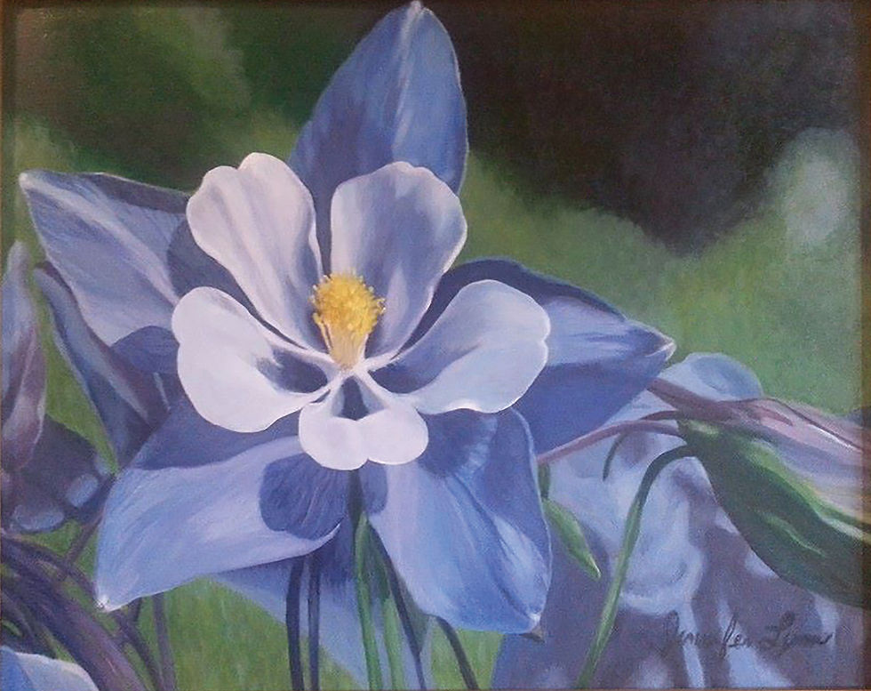 Columbine Splendor