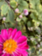 pink flower