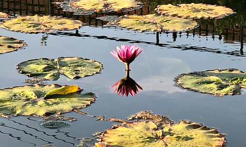one lilypad bloomed.jpg