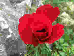 מתרעננים בטבע ובעסק