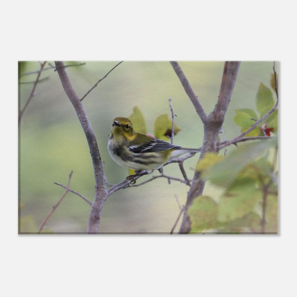 black throated green warbler Canvas print small 8x12 to 16x20