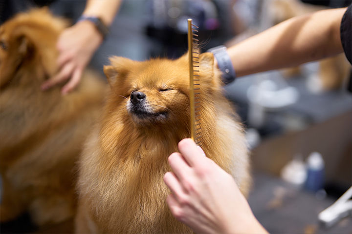 Heads & Tails Grooming Salon_Dog_Cat_Groomer_Gresham, Oregon_Images_Deshedding_720px.jpg