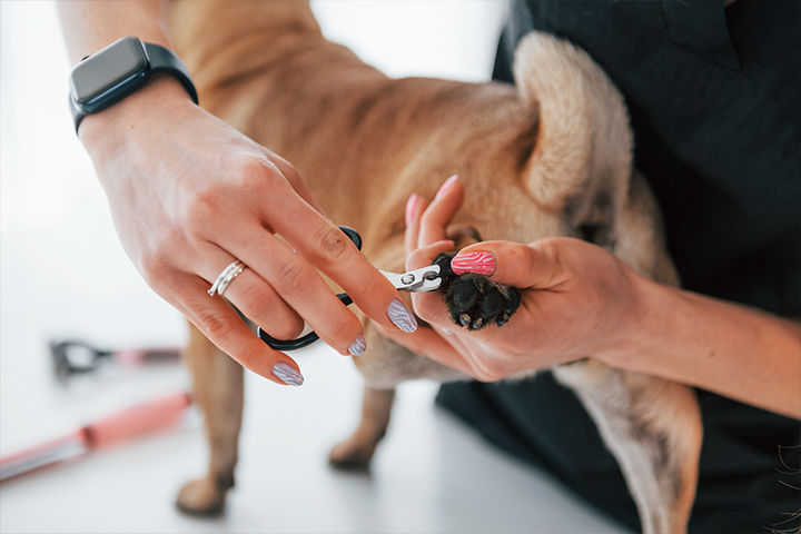 Heads & Tails Grooming Salon_Dog_Cat_Groomer_Gresham, Oregon_Images_Nail Trimming_720px.jp
