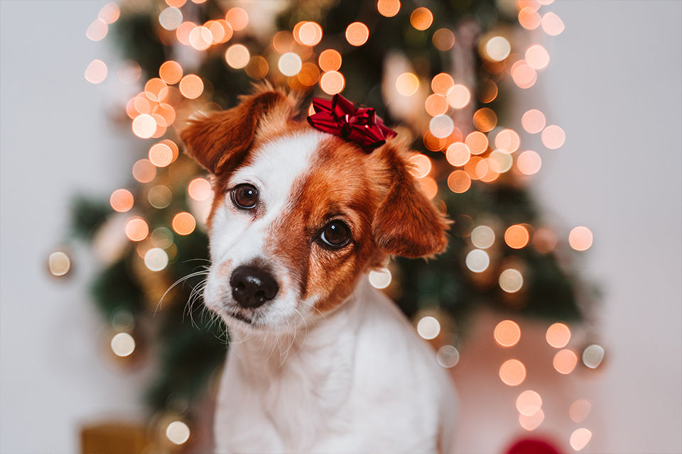 Heads & Tails Grooming Salon_Dog_Cat_Groomer_Gresham, Oregon_Images_Holiday 1_960px.jpg