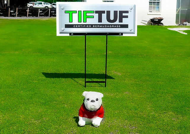 tiftufBULLDOG.jpg