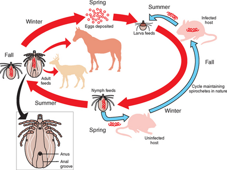 EPM and Lyme in Horses