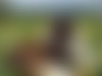 Camping with dogs in Idaho